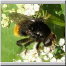 Merodon equestris - Narzissenschwebfliege 26.jpg